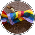 Rainbow Stripe Ribbon